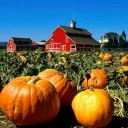 The Pumpkin Patch