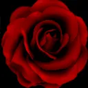 Blackroses Little World