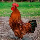 Nice cock bro!