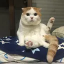 英猫　交流サーバー