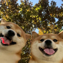 Shiba's Therapy Discord server icon
