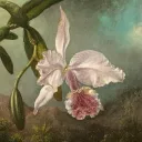 ziphs garden