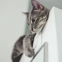 Aarie The Cat Discord