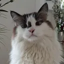 Bar Virtual do Miau 🐈
