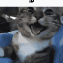 Meowzer Paradise