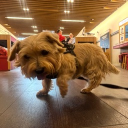 Discovery icon for Lunaria - Eternia Discord server