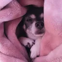 𝘭𝘰𝘳𝘥𝘤𝘩𝘦𝘭𝘴𝘦𝘣𝘶𝘵𝘵💕