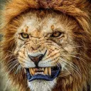🦁La Savane d'AKL [SAKL]🦁