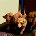 Wiener Dog Kingdom's icon