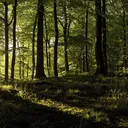 🌲The Forest🌲