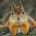 Super Squirrel Server