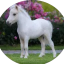 Apocalypse's Horsemen's Horses - MSF