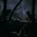The Wolf In The Woods