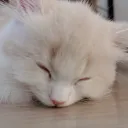 パン鯖