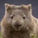 Wombats Warehouse