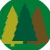 The Forest