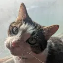 Meowplace (2026 edition)