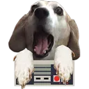 The Doghouse
