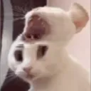 The Immortal Cats