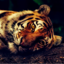 The Tiger's Den 19+