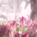 Rhododendron Garden