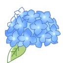 紫陽花 第2陣