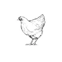 Chicky Wicky V3