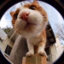 cat cove Discord Server Icon