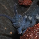 Funky Critters for Funky Friends