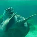 The Turtle Shell