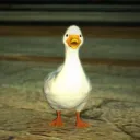 Quack