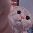 :  。꒰ 𝗠𝗘𝗢𝗪 𝗠𝗘𝗢𝗪 Discord Server Icon