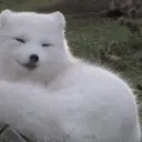 狐の旅路 Fubuki's journey