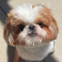 brittle’s community server
