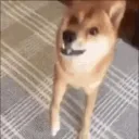 Shibe's Cafe