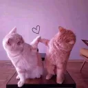 ♡ 𝐿𝑜𝑣𝑒 𝑆𝑡𝑎𝑟 ★彡♡
