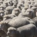 (Archived) The Farm