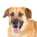 Dog Server
