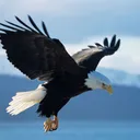 EagleClan