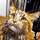 ОСМОТР КОТА