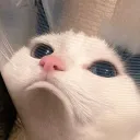 Mewtopia
