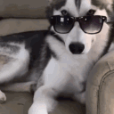 Huskyrudel