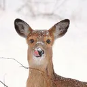 all hail the deer empire