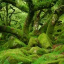 The Woods