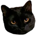 BadKitty