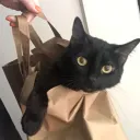 Babycat Party Island