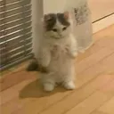 frk