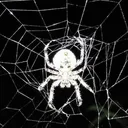 Spider's Lair