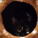 Judy's Nest