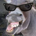 Donkeys